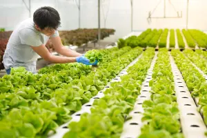 Hydroponics for Beginners: Guide to Soil-less Growing
