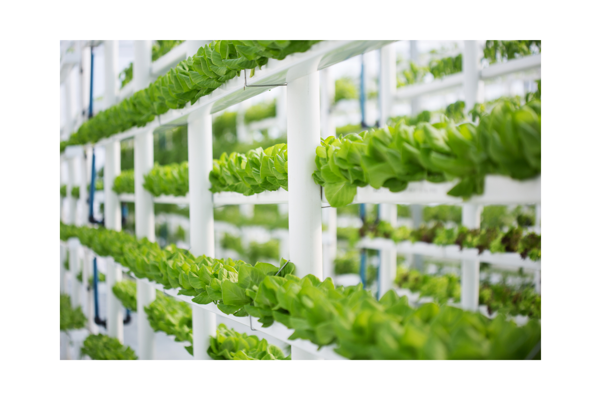 mixing-hydroponic-nutrients-a-comprehensive-guide