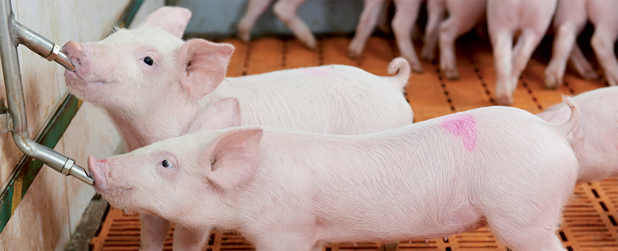 Pig breeding - banner