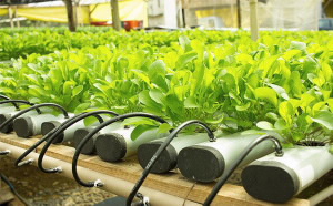 biofilms-and-the-importance-of-irrigation-line-cleaning