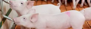 养猪