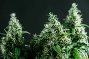 How to Grow a Hemp Plant Indoors?