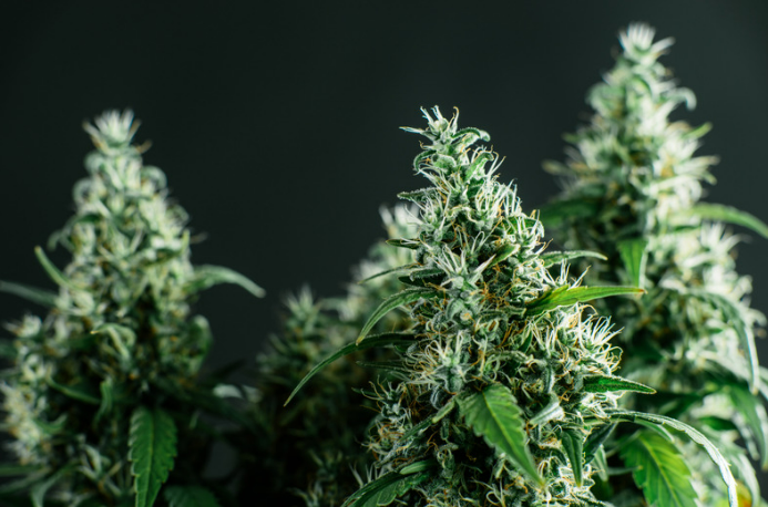 Enhancing growth with cannabis fertilizer and dosatron - img1