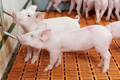 animal health accessories