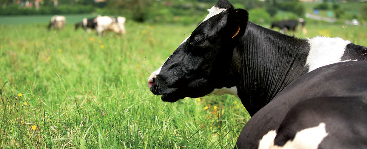 Cattle breeding - banner