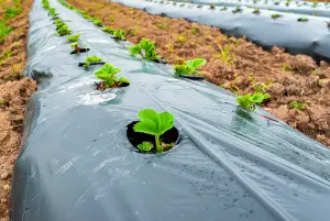 Hydro vs Soil, Dosatron offers ideal nutrients in any sytem