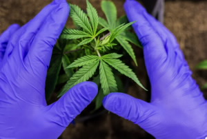 enhancing-growth-with-cannabis-fertilizer-and-dosatron