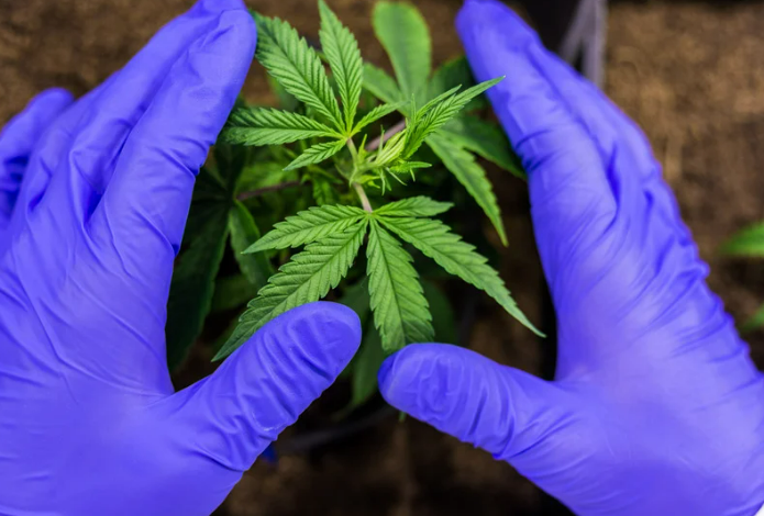 Enhancing growth with cannabis fertilizer and dosatron - img2