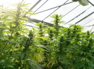 How long does it take to grow hemp?