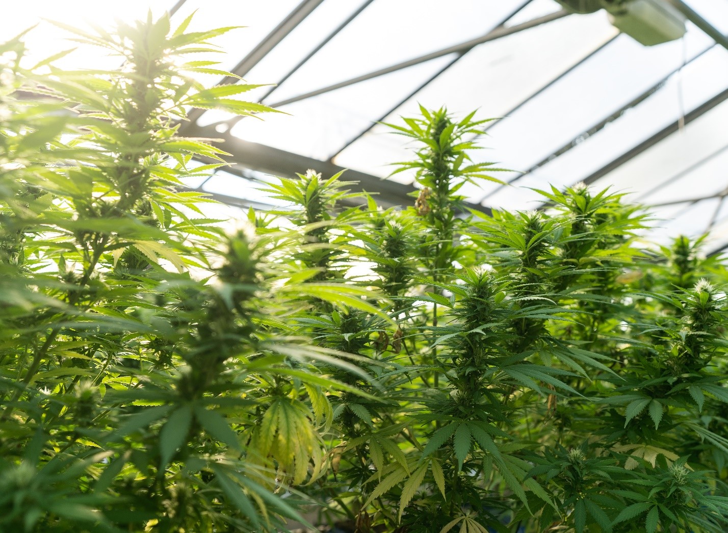 How Long does it take to grow hemp? - img1 