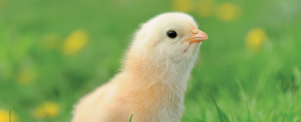 Poutry breeding - banner