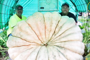 dosatron-a-pump-for-pumpkins